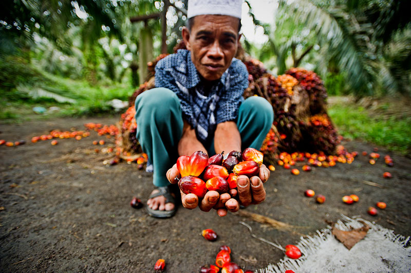 A new platform has been launched to help raise awareness among consumers about the complex #sustainability issues within the #palmoil supply chain foodservicefootprint.com/platform-prese…