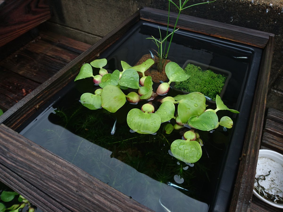 メダカの大工 A Twitter 雨水が大量に入ったnvボックス 飼育水は透明でキレイですが 水質が大きく変化していますので メダカにどのくらい影響があるか 心配です 水草のマツモが長く伸びていますので 手入れが必要 水草が多くなるとメダカの泳ぐスペースが メダカの大工 A Twitter 雨水が大量に入ったnvボックス 飼育水は透明でキレイですが 水質が大きく変化していますので メダカにどのくらい影響があるか 心配です 水草のマツモが長く伸びていますので 手入れが必要 水草が多くなるとメダカの泳ぐスペースが