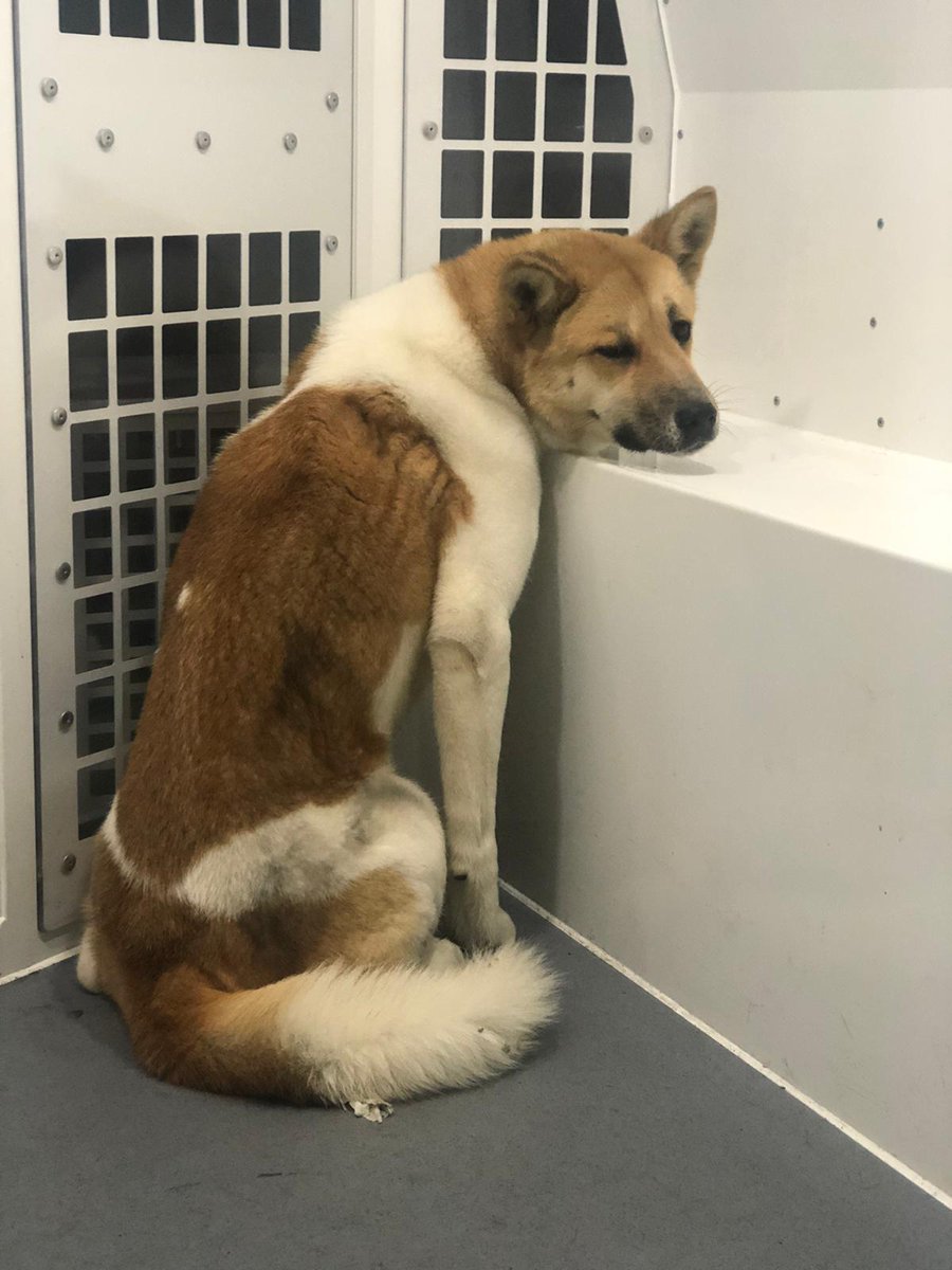 **FOUND** in the #Polegate area in the early hours of today. Is this your dog or do you know who she belongs to? She's safe &amp; being looked after👍 Please call @SussexRoadsPol if you can help reunite her with her owner. Ref 0037 17/08/21