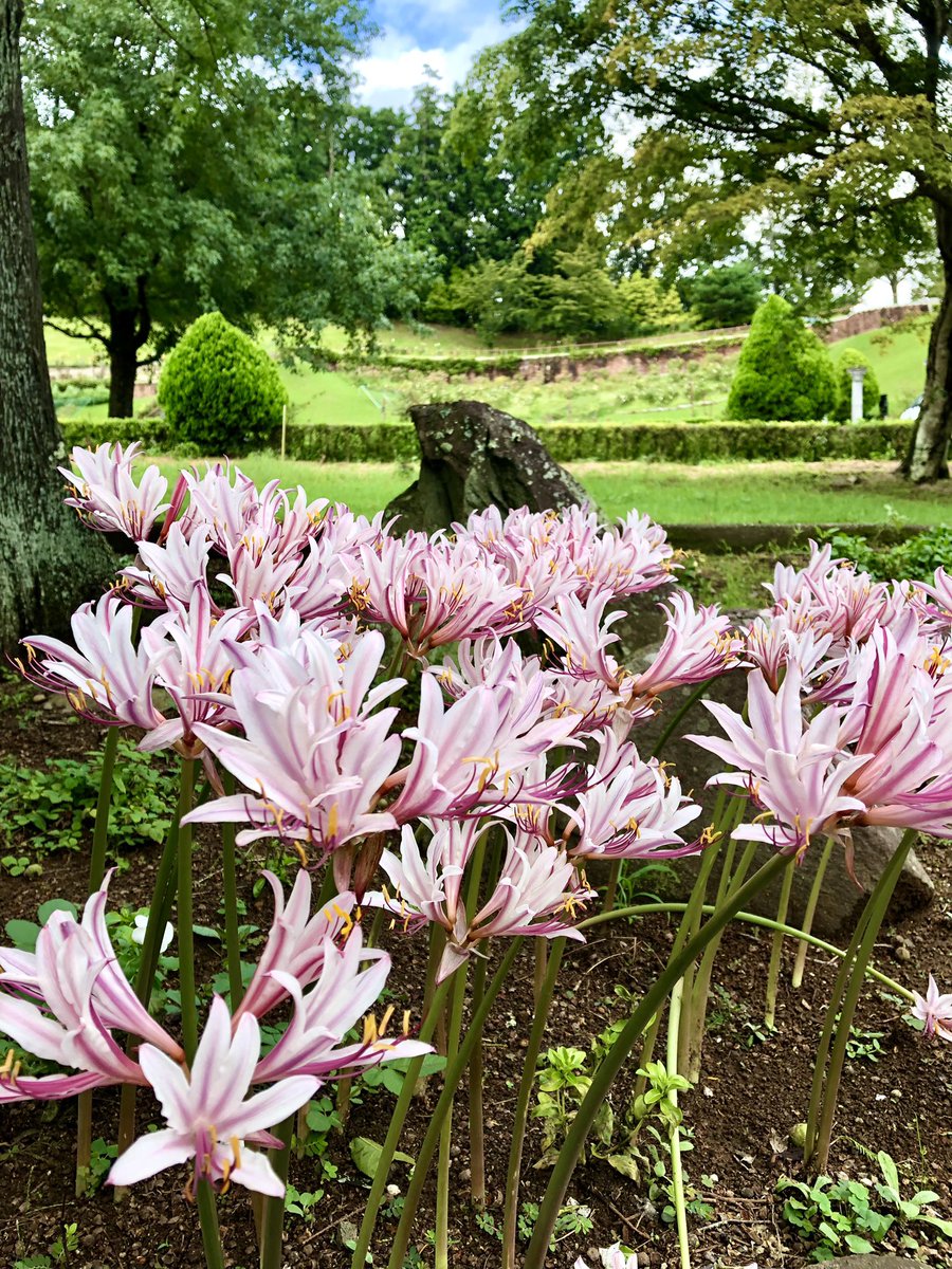 雨上がりのフェアリーガーデンにナツズイセンが咲いています ヒガンバナ科の球根草ですが ヒガンバナ より1ヶ月以上も早く 8月上旬から下旬にかけて花茎をまっすぐに伸ばし 瑞々しいピンク色のラッパ形の花を咲かせます 夏に咲き 葉と球根の形がスイセンに 似ている 雨上がりのフェアリーガーデンにナツズイセンが咲いています ヒガンバナ科の球根草ですが ヒガンバナ より1ヶ月以上も早く 8月上旬から下旬にかけて花茎をまっすぐに伸ばし 瑞々しいピンク色のラッパ形の花を咲かせます 夏に咲き 葉と球根の形がスイセンに 似ている