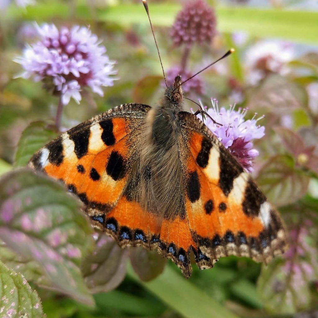 mathieuvansluis's tweet photo. The small tortoiseshell/de kleine vos. 🦋
.
.
.
.
.
#HTCU11Plus #htc #shotonhtc #nature #naturephotography #naturelovers #nature_good #nature_brilliance #nature_perfection #macro_perfection #macrophotography #macro_love #macro #smartphonephotography #… https://t.co/Vb7UxiYUvA https://t.co/HuhbxLZofK