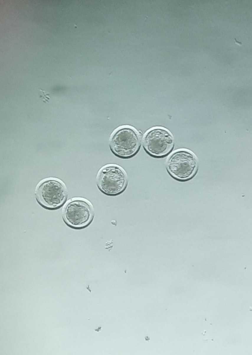 ZebuBreeding's tweet photo. Happy to share that we are done with flushing &amp; transfer of #embryos of our #RedSindhi donors at our Pratapgarh farm on 07th July 2021. Program was started on 01 june 2021.@PMOIndia @CMOfficeUP
@Dept_of_AHD @Min_FAHD @74_alok @startupindia @RiteshCNC https://t.co/uaVtAeU0RK