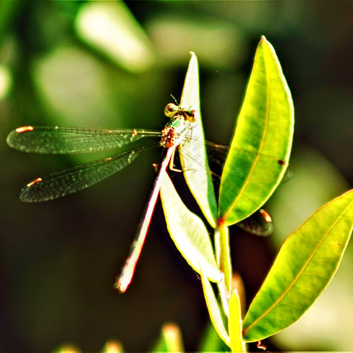 Camuflaje 
#MarismasDelOdiel 
229/365