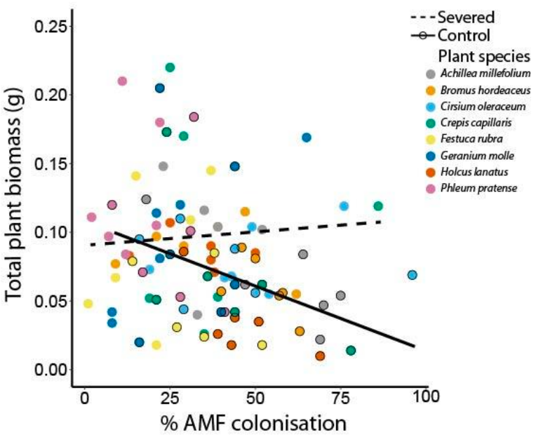 SigridDassen's tweet photo. This confetti graph shows that higher % colonisation of undisturbed seedlings was negatively correlated to seedling biomass. https://t.co/rydqZ7ElCl