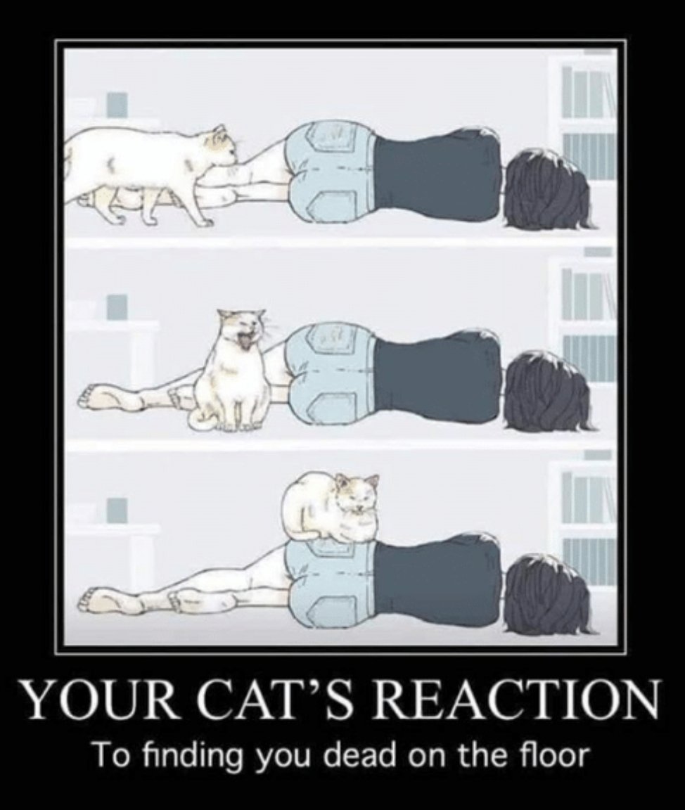 jollygoodriot's tweet photo. #InternationalCatDay #atomicboxco #funnymeme #funny #CatsOnTwitter #cats https://t.co/TZ5H4I7LwG
