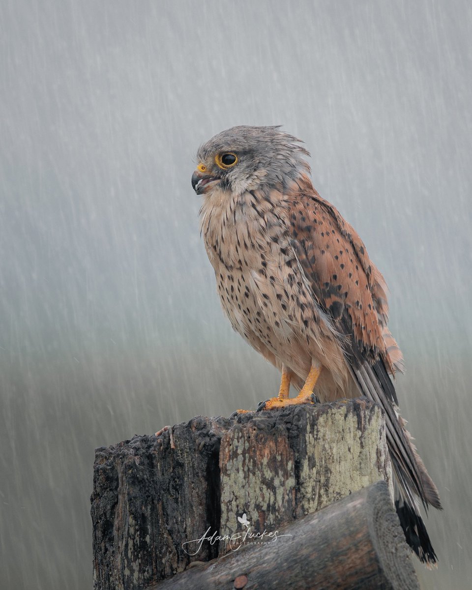 Kestrel in the rain!

#britishnature #commonkestrel #kestrel #BirdsSeenIn2021 #birds #wildlife #wildlifephotography #TwitterNatureCommunity @Natures_Voice @WildlifeTrusts @Birds_UK