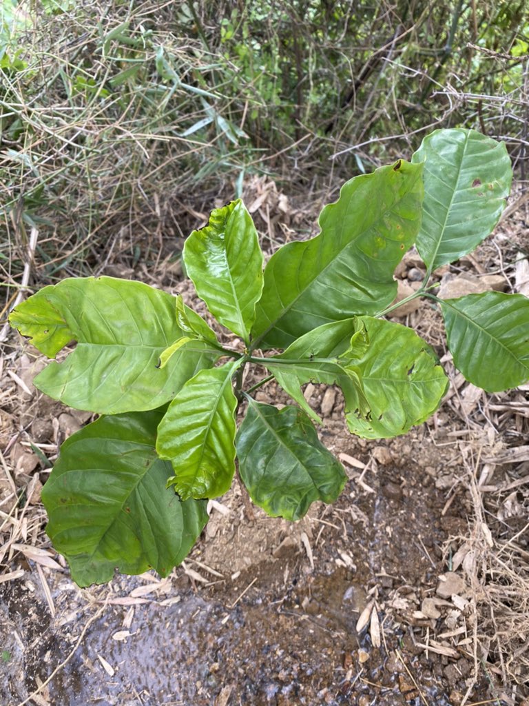 New and very special family member #Coffee plant #AtFarm