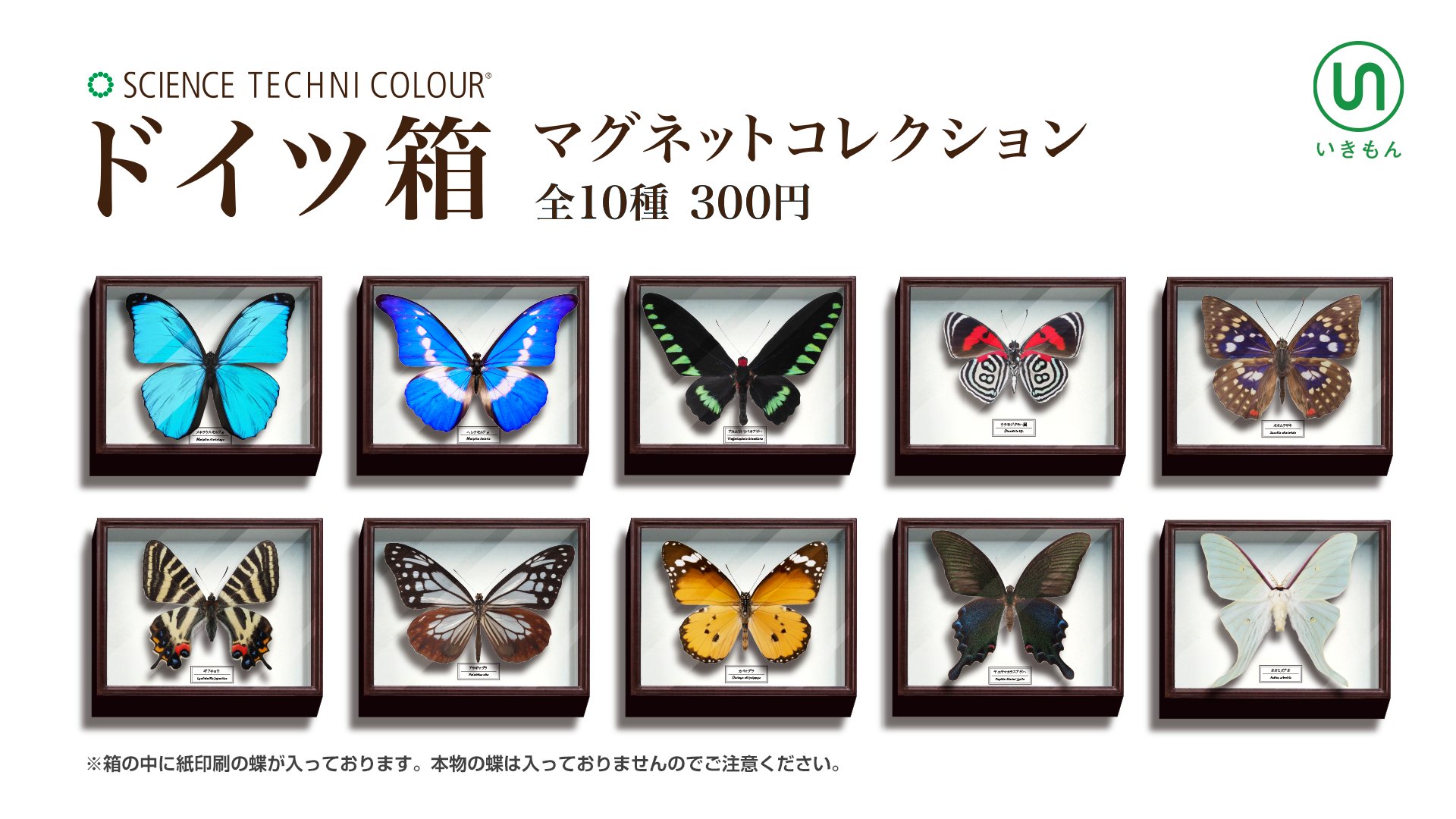 蝶標本　太陽モルフォ+ドイツ箱 ネイチャーテクニカラー いきもん公式 on X: 