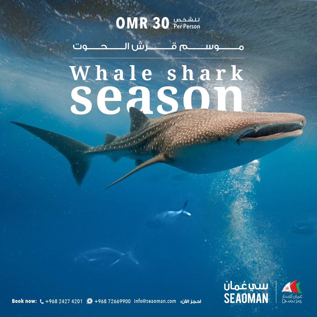 It’s Whale Shark season! 🐳

Join one of our snorkelling trips to the beautiful Daymaniyat islands 🏊🏼‍♂‍🤿  for the chance to see or swim with the oceans gentle giants 🐳

Book your experience now the Whatsapp link:

wa.me/96872669900 

#oman #seaoman #whaleshark #muscat