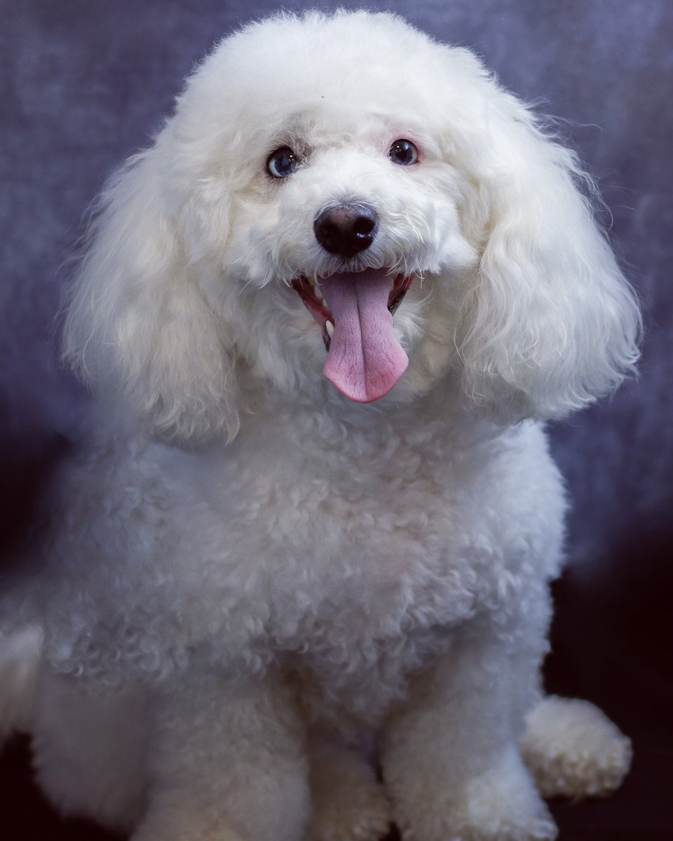 EmmaExelby's tweet photo. @MoonpigUK Milly 🐾 https://t.co/thXxoHN53p