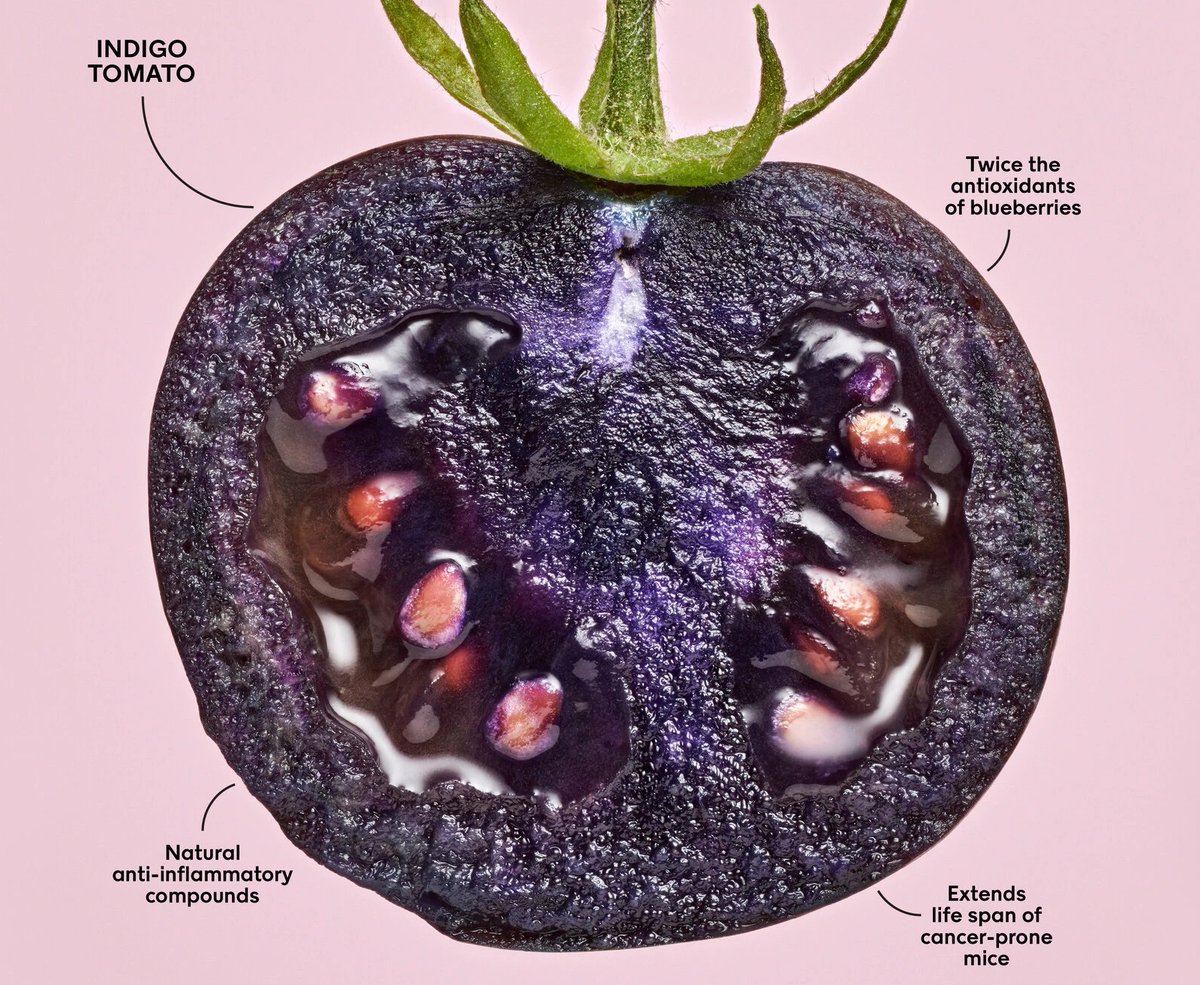 From the New York Times magazine (July 20) featuring the work of former EIC Cathie Martin &amp; others. 
"Learning to Love G.M.O.s. Overblown fears have turned the public against genetically modified food. But the potential benefits have never been greater." 
nytimes.com/2021/07/20/mag…