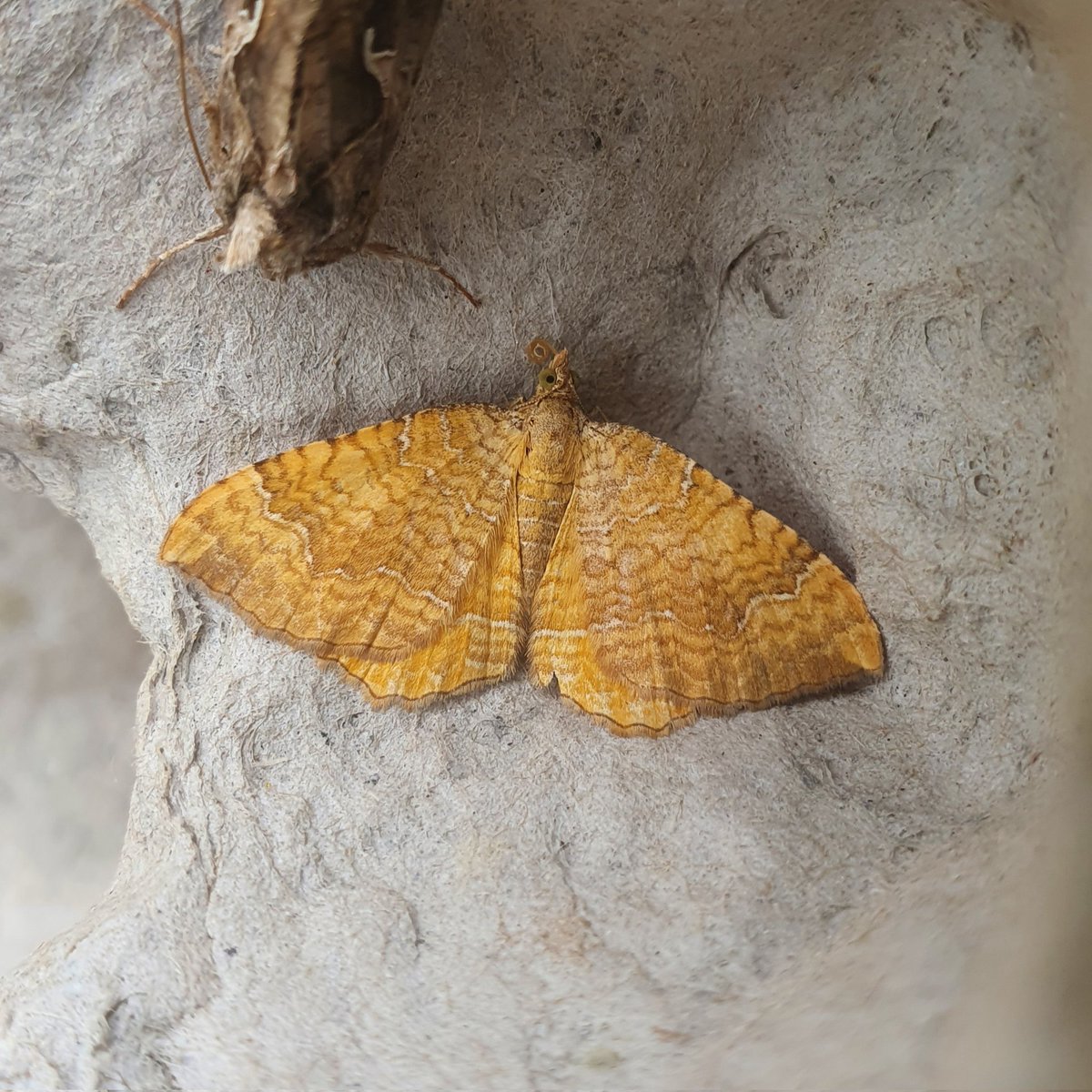 Noctuidae10's tweet photo. A very nice Yellow Shell, another NFY! Also the top half of a Silver Y.

#moth #insects #ukwildlife @BCSomerset @wildlife_uk @BBCSpringwatch @savebutterflies https://t.co/YruuPqpfrV
