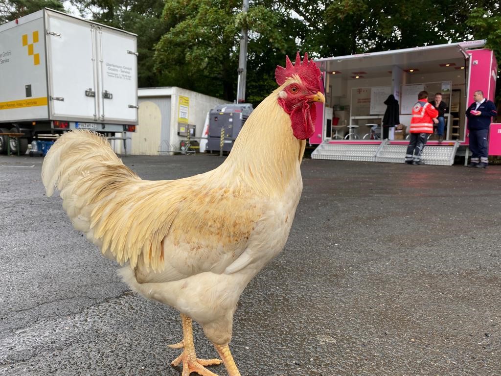 deutschetelekom's tweet photo. "Tierisch guter Service? Na das schau ich mir doch mal an!" Dachte sich wohl dieser Hahn und besuchte unsere Kolleg*innen am #Servicemobil, um sich selbst zu überzeugen. 🐓😂 Unser Fundstück des Tages. https://t.co/XZr4SSxEiC