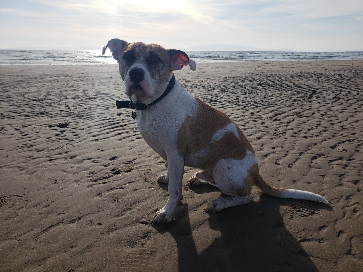 Gizmo went missing on 17.06.21 on Beinn Ime, Arrochar, Scotland when the clouds separated us &amp; hasn't been seen since. COULD NOW BE ANYWHERE! 5k REWARD!! PLEASE SHARE!! facebook.com/gizmomissing/ 
#gizmomissing #getgizmohome #scotland #uk #missingdog #lostdog