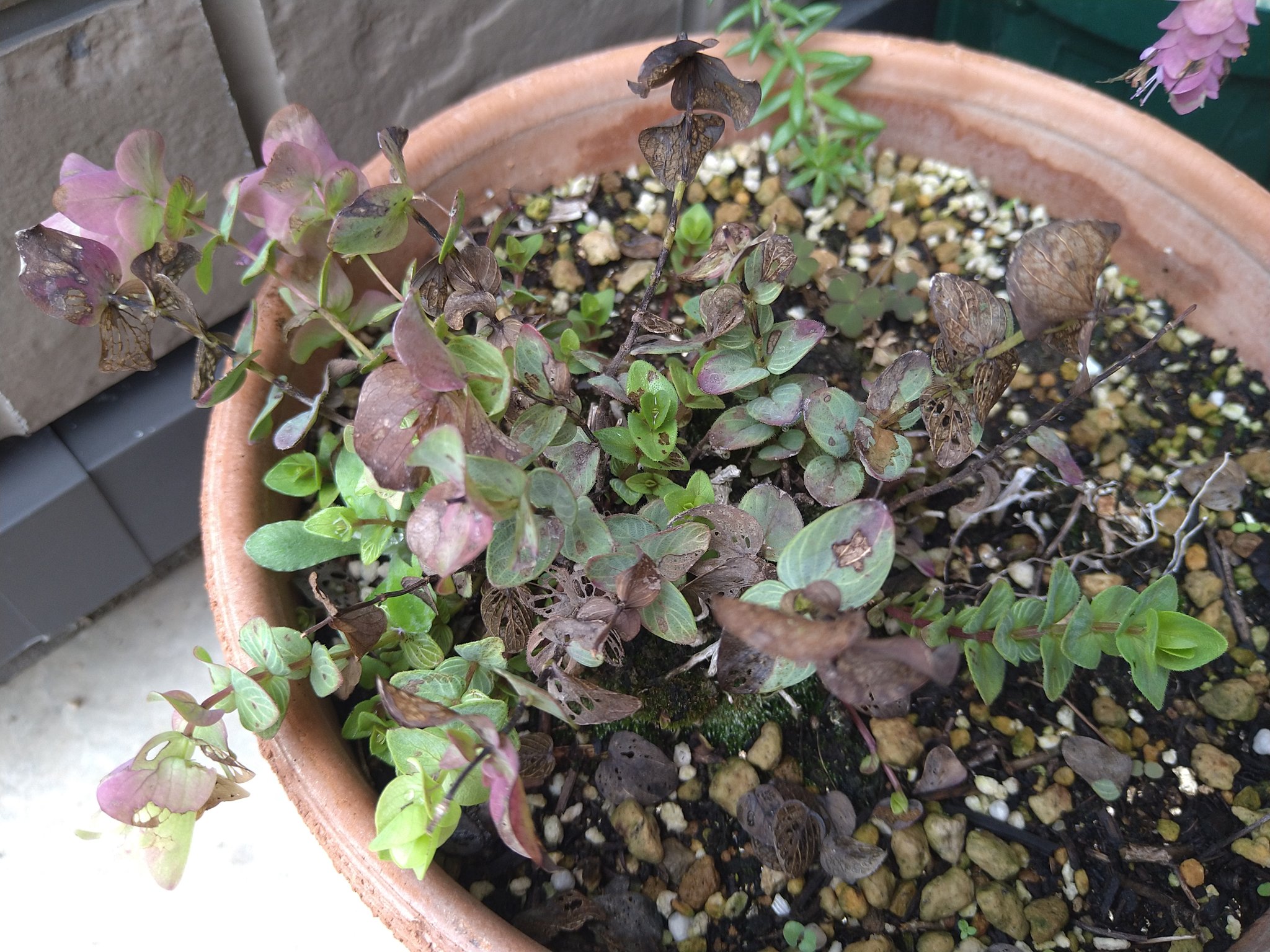 花オレガノ Twitter Search Twitter