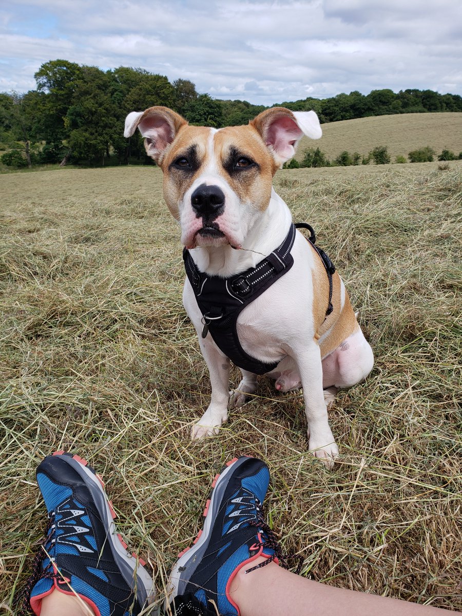 NatalieC90's tweet photo. Gizmo went missing on 17.06.21 on Beinn Ime, Arrochar, Scotland when the clouds separated us &amp; hasn't been seen since. COULD NOW BE ANYWHERE! 5k REWARD!! PLEASE SHARE!! https://t.co/vWTTOYs7wS 
#gizmomissing #getgizmohome #scotland #uk #missingdog #lostdog https://t.co/X32Romf013