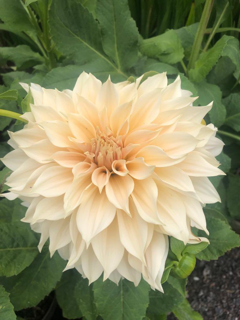 The true colour of Café au Lait!