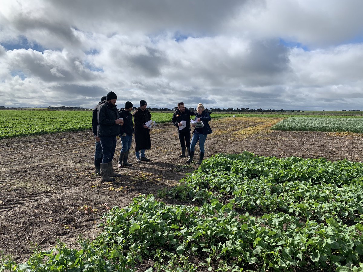 BoggaAg's tweet photo. Making the most of what we’ve got when we can, is our motto 😇 during difficult times. Small groups only at  Lake Bolac Innovation site, but plenty to look at from #BASF 🤩 #Voraxor #Luximax tank mix solutions in wheat, #Voraxor in barley and #Liberty canola system @BASF_Agro_Au https://t.co/HbEUeZFH2G