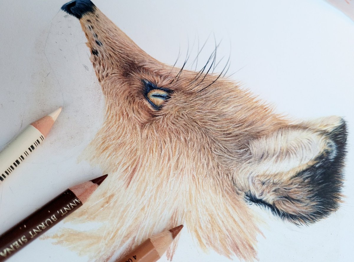 Progress on my little fluffy fox 🦊

#wildlifeart #foxart #fabercastellpolychromospencils #progressart #pencildrawing