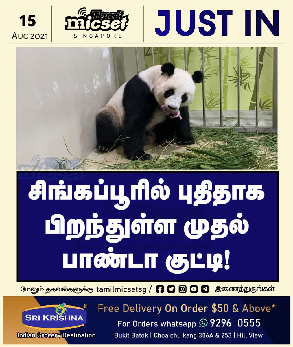 tamilmicsetsg's tweet photo. சிங்கப்பூரில் புதிதாக பிறந்துள்ள முதல் பாண்டா குட்டி!
முழு விபரம் ➤ https://t.co/qvkWTGoI04
#SingaporeTamilNews | #firstpanda | #riversafarizoo https://t.co/P9DusD9UYl