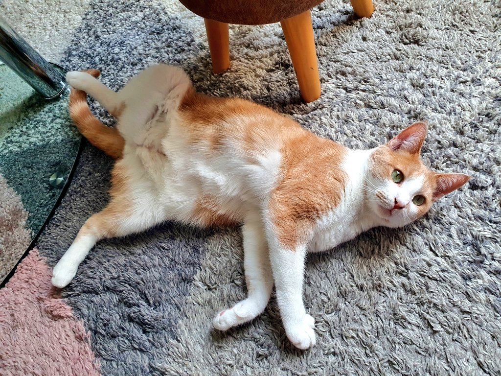 Levine_12's tweet photo. Bon ben voilà. Perplexe mais à l'aise. 😂
#CatCool https://t.co/RLZuSOwWRg