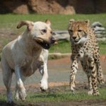 海外の動物園とかで見られるケースなんですが、神経質なチーターが動物園で暮らしていくことは生物的に困難…