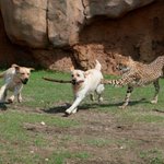 海外の動物園とかで見られるケースなんですが、神経質なチーターが動物園で暮らしていくことは生物的に困難…