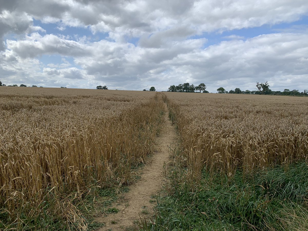 Jurassic Way towards Sibbertoft. Well kept paths &amp; safe harvesting practices by the farm👍Such a shame some of the farms &amp; contractors around #welfordvillagr can’t be as considerate 😢