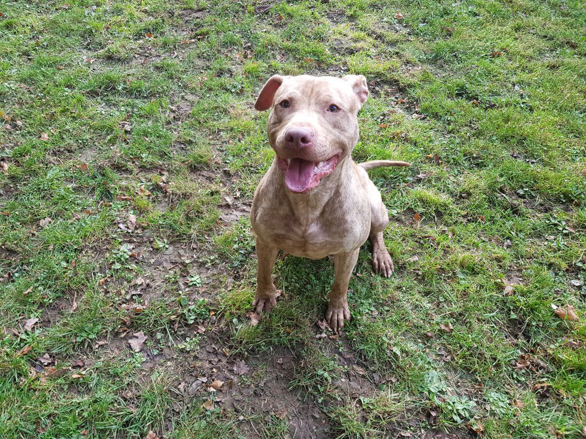 ScottishSPCA's tweet photo. 🐾Doyle was in the care of our Lanarkshire Animal Rescue and Rehoming Centre. If Doyle had been any other breed of dog he would have been rehomed. 

We were forced by law to put Doyle to sleep for being a pit bull type.

Sign our #nobadbreed petition here: https://t.co/yktSe5GDHn https://t.co/ZhPtQ3N8Xw
