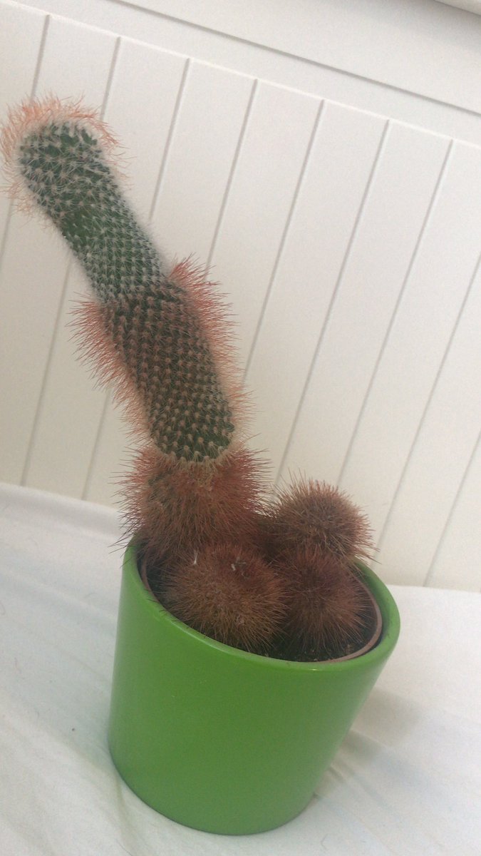 ilikemcyts1's tweet photo. why does my cactus look like a dick with extra balls https://t.co/D35Isdsc8y