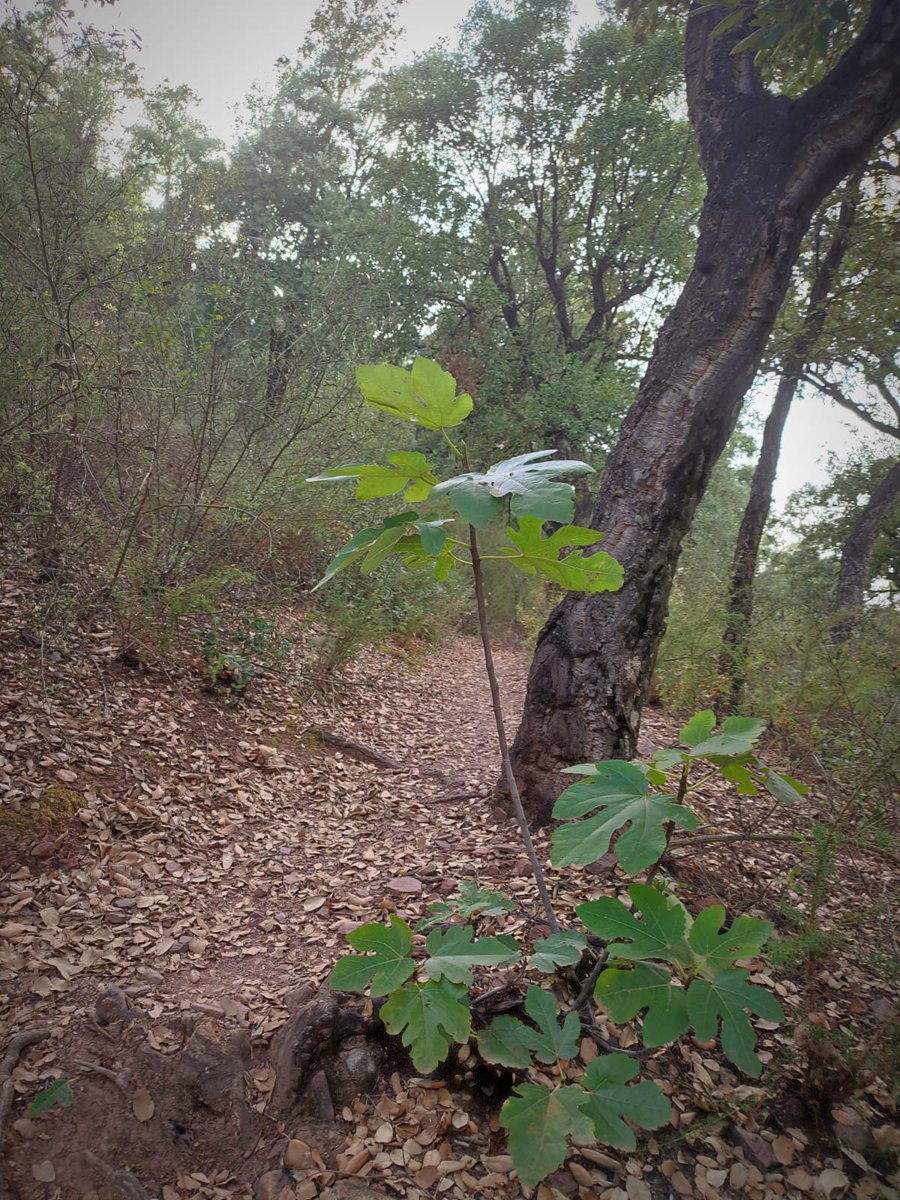 #IFAzuébar

Ara vindran les matisacions de si el terreny cremat està dins o fora del #PNSerraEspadà...

Per a nosaltres tot és #SerraEspadà, estiga dins del parc o fora. Els límits són línies traçades en oficines.