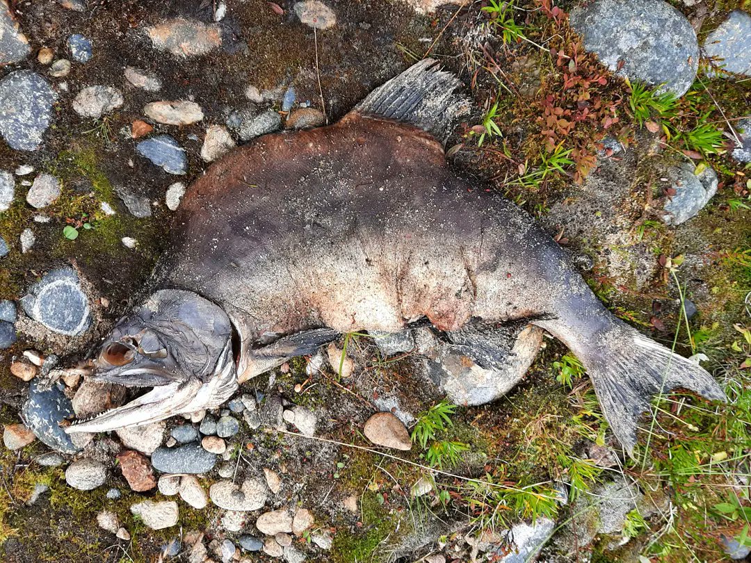 JaakkoErkinaro's tweet photo. Survey on invasive pink #salmon spawning cont'd at the River #Teno / #Tana  in #Finland / #Norway
Spawning site preference of aggregations of tens of individuals in shallow (<50cm) water, very close to shorelines.
@LukeFinlandInt @LukeFinland https://t.co/ccmjTFl7Fx