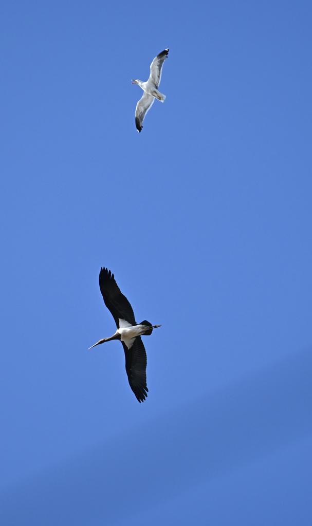 Nice from the garden tick this morning.