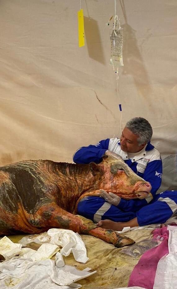 PieterseMarc's tweet photo. Turkey yesterday

Ahmet Calf, on the lap of  Ahmet

A new life is possible

Victim of human caused #ClimateDisater 🔥🔥🔥

#haytap
#hayvanhaklari
#yaşamellerinizde
#manavgatyanıyor
#ahmetkemalşenpolat

#BeWise💚#BeVegan🌱 https://t.co/NAS30nzhOI
