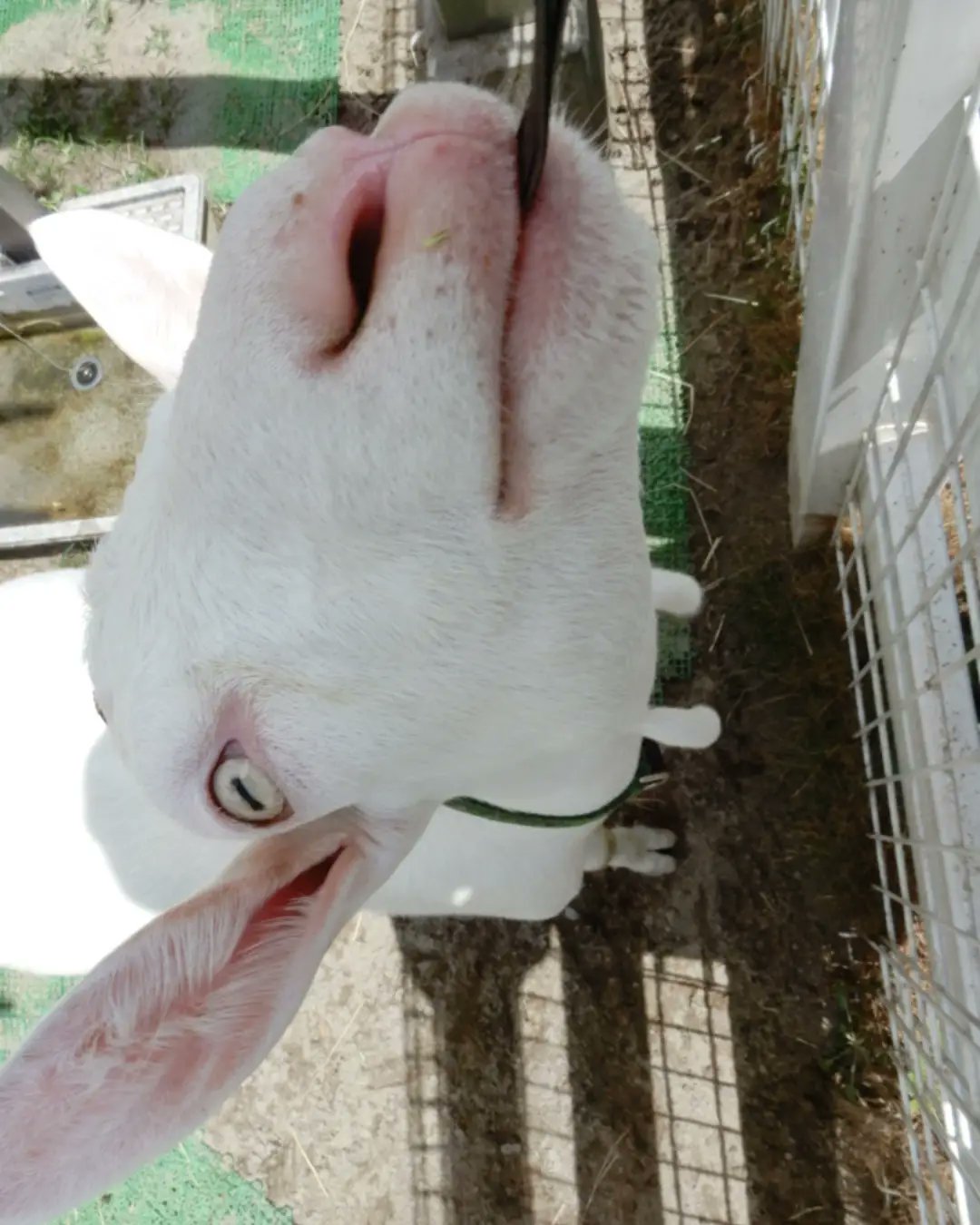 新潟市動物ふれあいセンター Twitter Search Twitter