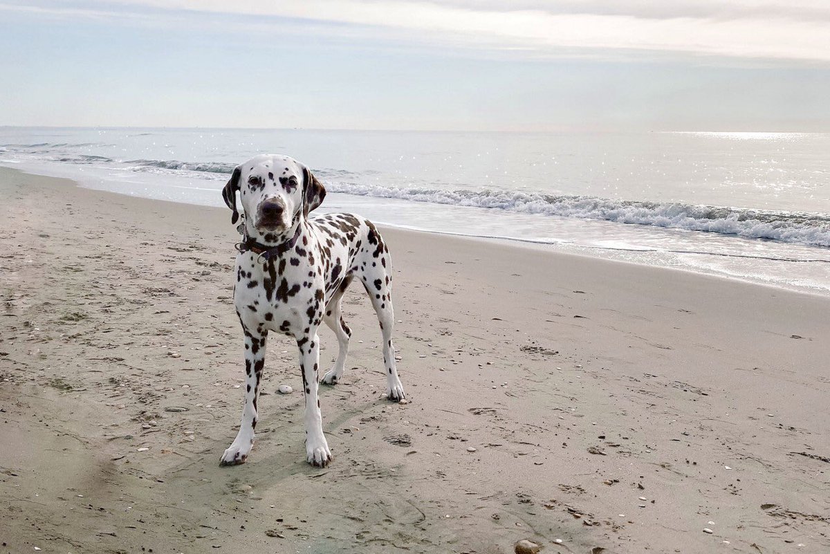 viennathedal's tweet photo. At the beach (Ostia, Roma)

#dalmatian #DogsofTwittter #dogsoftwitter #mare #spiaggia #Ostia #Roma #lovemydog #Vienna #EstateInDiretta #summer https://t.co/icajCxBInT