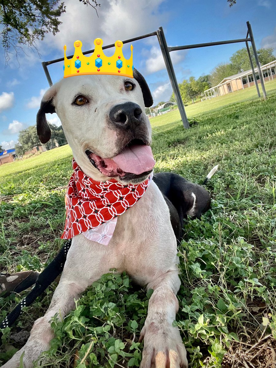 Snoopy the family guy, crate trained and all that good stuff a family looks for in a dog. Waiting at <a href="/austinanimals/">Austin Animal Center</a> for adoption.