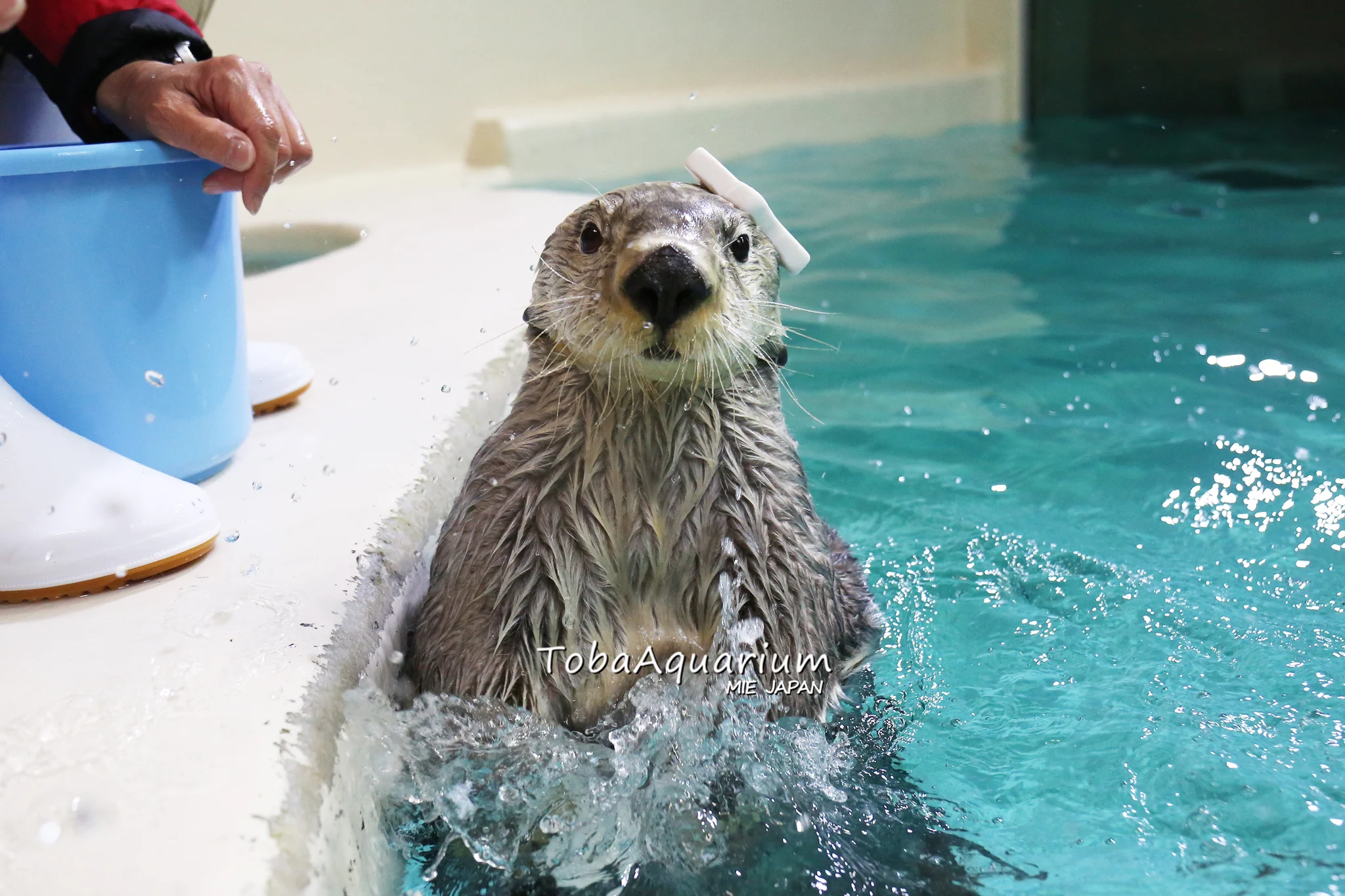 キラちゃん 鳥羽水族館（TOBA AQUARIUM） on X: 