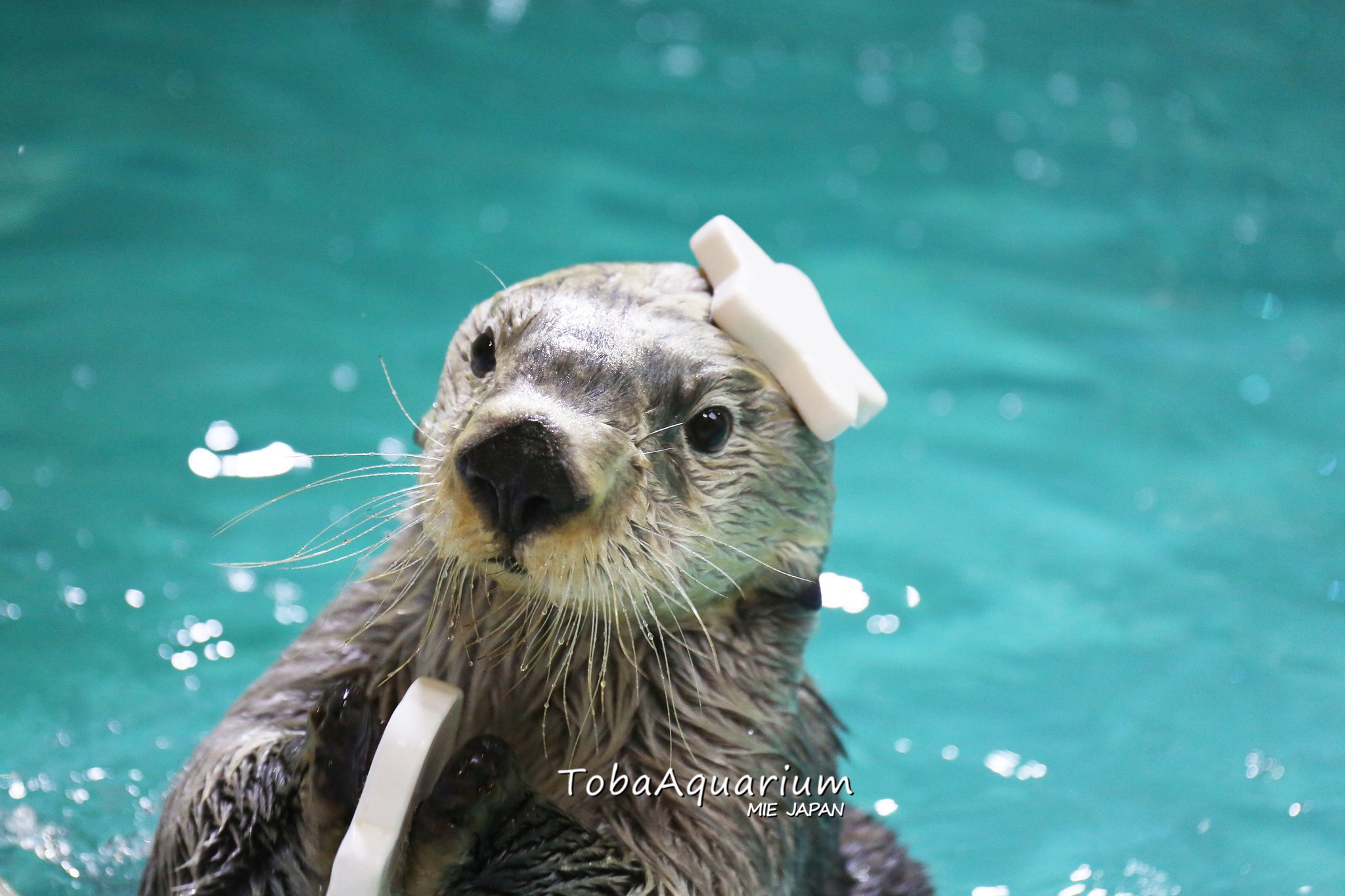 鳥羽水族館（TOBA AQUARIUM） on X: 