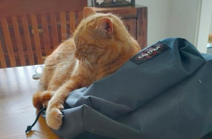 🔴 VERMIST: KAT FIFI (chip)
gest. poes, rood
#BOVENSMILDE #DR H.P. Sickensstraat
#DHver 6/7/21 facebook.com/DeHerenigingDr…