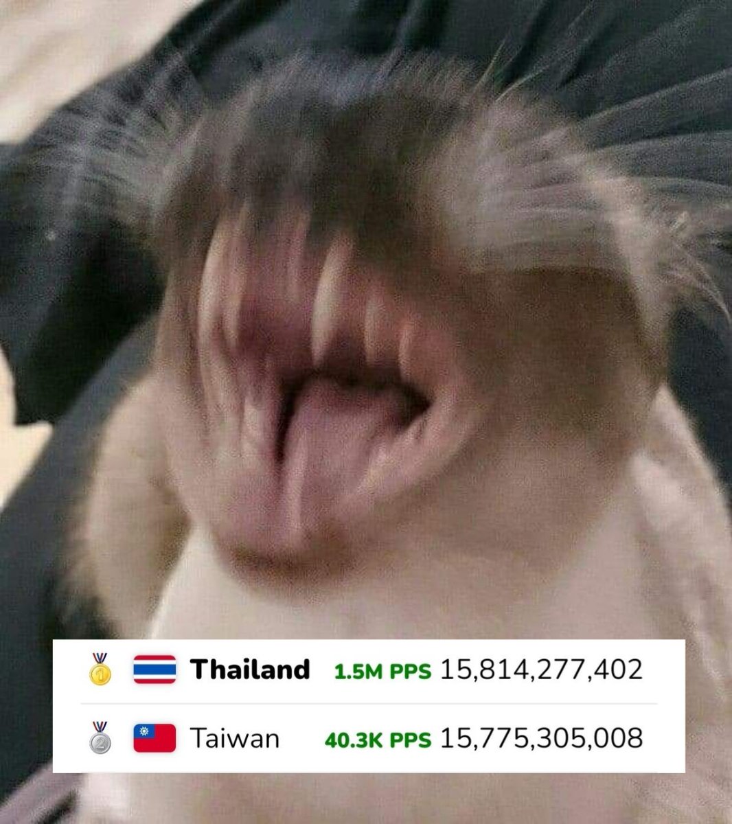 หะมอยส์ 🦊 HamoyZ ⁷ tweet media
