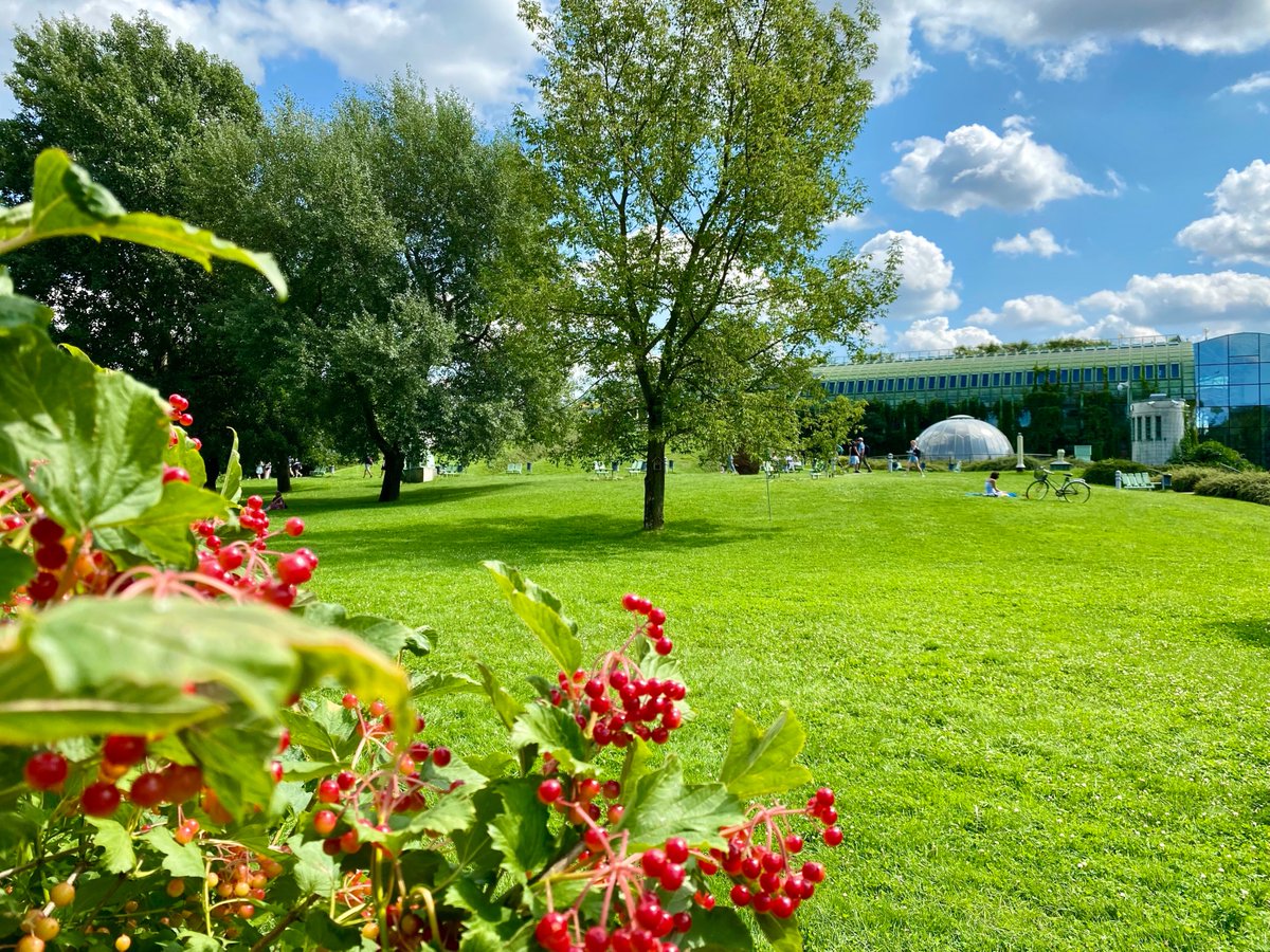 BibliotekaUW's tweet photo. Good morning🌞🌳🌳🌳

#UniversityofWarsawLibrary
#librarygardens
@Go2Warsaw #VisitWarsaw https://t.co/KP4B4IqGBa