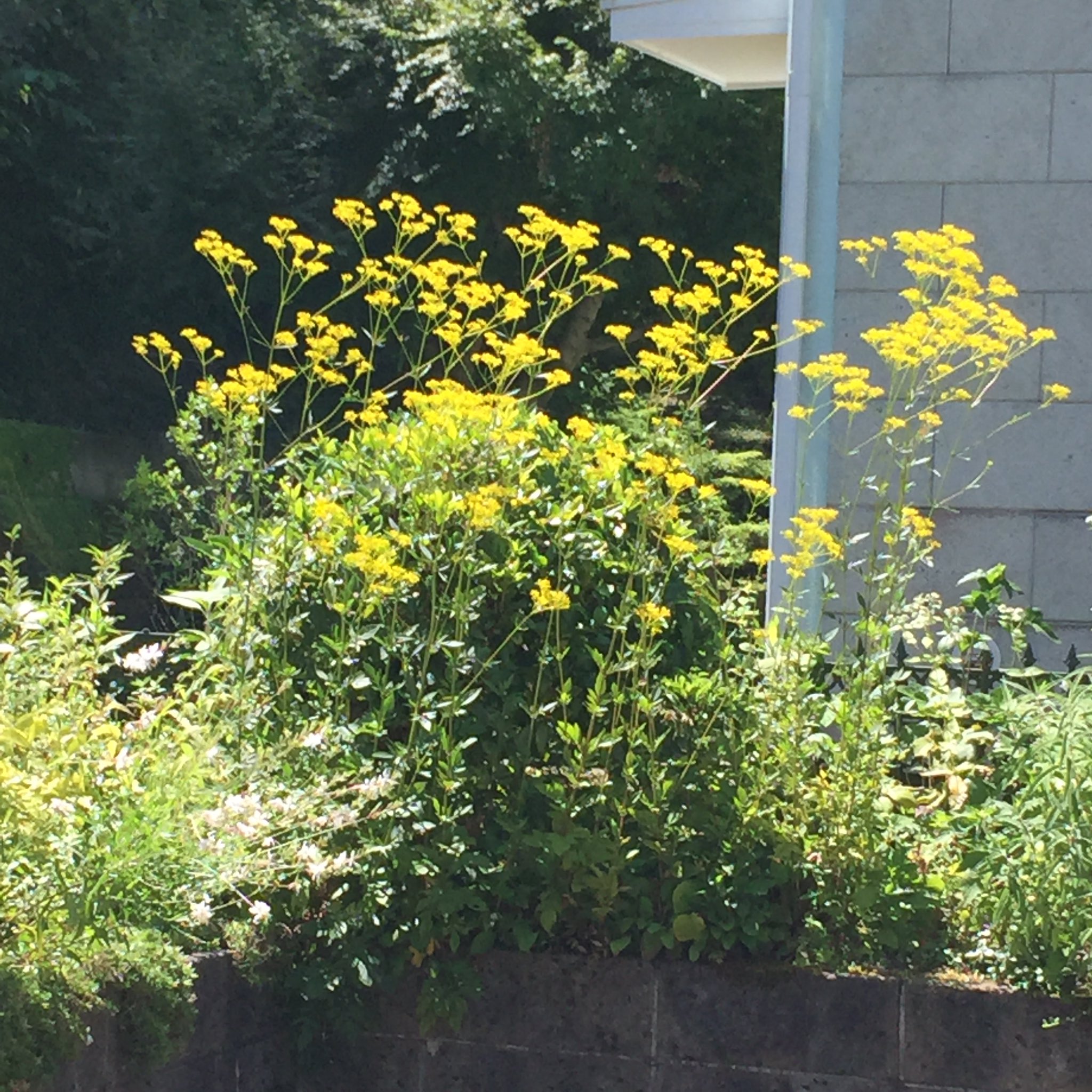 Masashi 近所に咲いていたオミナエシ 女郎花 と思われる黄色い花 Yellow Flowers That Seem Like Patrinia Scabiosifolia They Were Blooming In My Neighborhood オミナエシ 女郎花 花 花が好き Flower Blume Fleur Flora Flowerlover