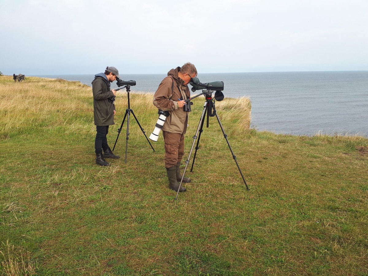 14 hrs nontop birding yesterday with <a href="/PelleMellov/">Pelle Mellov</a> and Leho . 132sp and 3rd place at Estonian Opem being result. Barred Warbler was our ace, while we also found a Ural and 2 Pygmy Owls, Turtle Dove, Citrine Wag, 3 Broad-billed Sands.