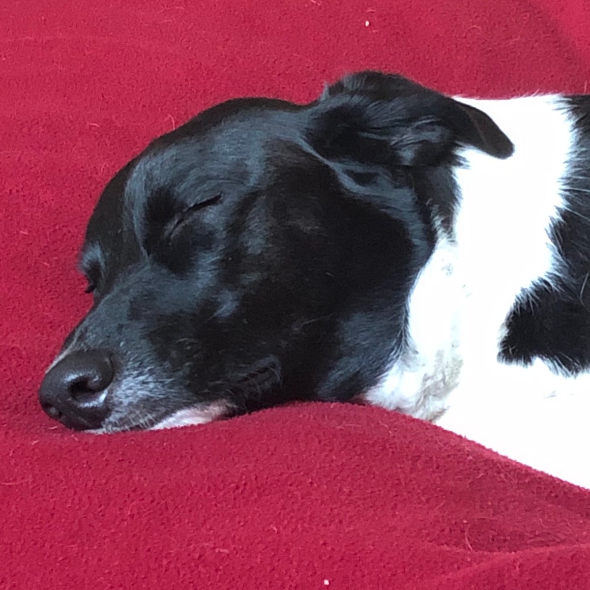 Do you have a relaxed dog? We definitely do not!

Bodie will settle down and chill out after some training games. But even when tired, he's always up for more!

On a scale of 1 to 10, how relaxed is your dog? (Bodie gets an energetic 2).

#relaxationday #dogsoftwitter