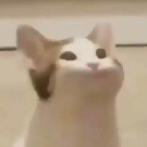 iamghostfaceNo1's tweet image. : เอ๊า น้องแมวเจ้าของมีมดัง หรือ #popcat ที่เราทั้งหลายกดกันทั้งวันทั้งคืน จริงๆแล้วน้องก็หน้าตาปกติหนิ 555555 🤣🐈 เพิ่งเคยเห็นต้นฉบับ น้องงงงง