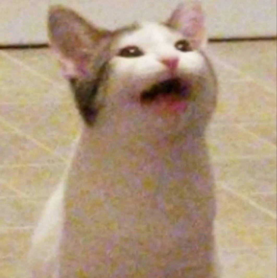iamghostfaceNo1's tweet image. : เอ๊า น้องแมวเจ้าของมีมดัง หรือ #popcat ที่เราทั้งหลายกดกันทั้งวันทั้งคืน จริงๆแล้วน้องก็หน้าตาปกติหนิ 555555 🤣🐈 เพิ่งเคยเห็นต้นฉบับ น้องงงงง