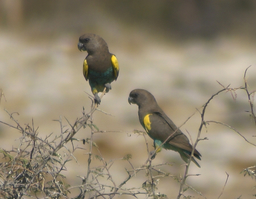 africanbirdname's tweet photo. Psittacidae: Parrot
#isiZulu: isikhwenene
#isiXhosa: isikhwenene
#siSwati: hhokwe
#isiNedebele (ZIM): iwenka
#isiNedebele (RSA): ubhobhorhayi
#chiNgoni: mchimpye
#inyoni #intaka
Photo by Hans Hillewaert CC BY-SA 3.0, https://t.co/R8J72cZR9P https://t.co/9VdoC2FdZr