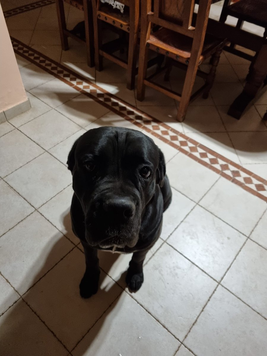 ramirocasa's tweet photo. Me lo Morfo. Amo a este perro . #Yako #Canecorso https://t.co/uxDr7PtgCQ
