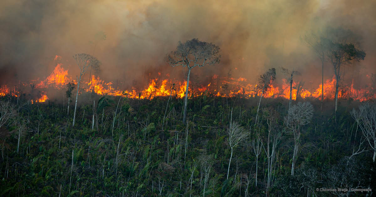 EIA_News's tweet image. #Amazon #forest loss hits second highest level since 2008

ow.ly/PfLH50FR0Vu

#Brazil #climate